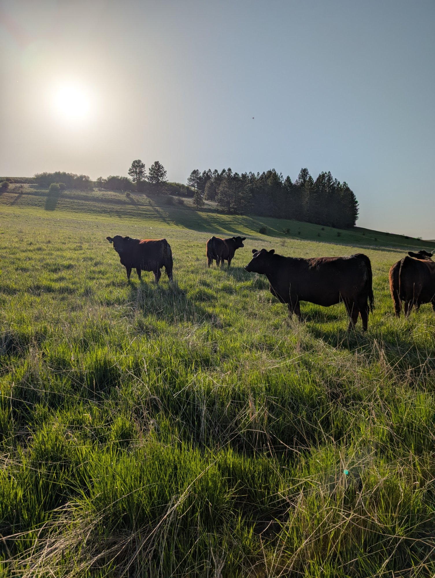 Mature cows grazing on grass