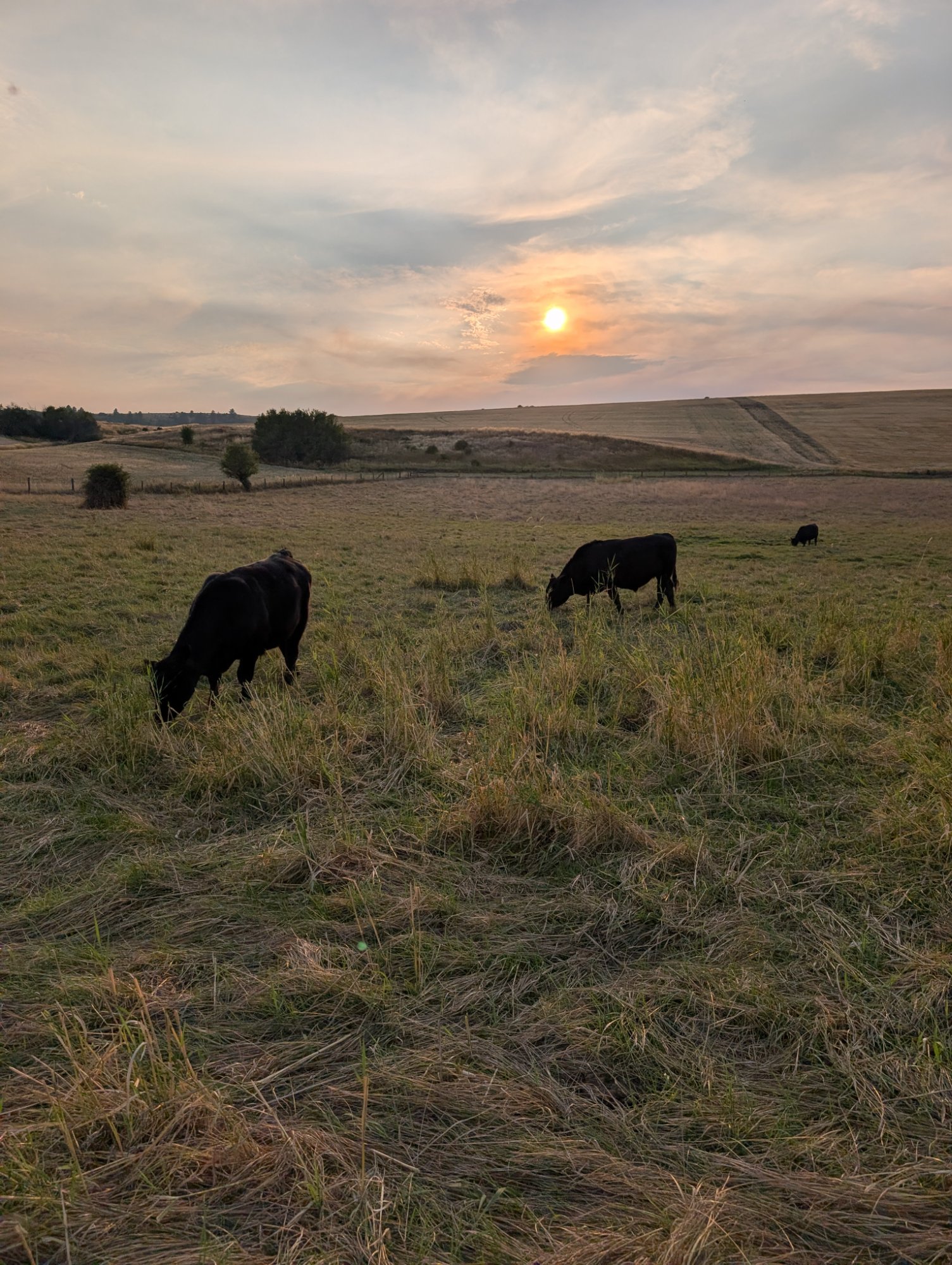Cattle grazing on pasture at sunset